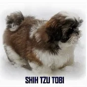 AdventuresShihTzu Tobi