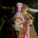 Biggest Cow in Bangladesh