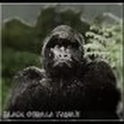 Blackgorillafamily