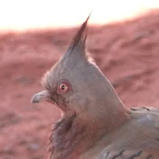 Krazy Pigeon