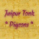 Jaipur Tonk Pigeons