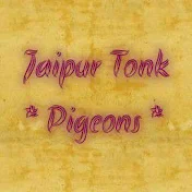 Jaipur Tonk Pigeons