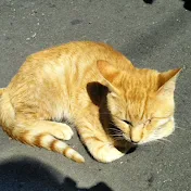 癒され野良猫動画 healing straycat