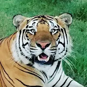 BigCatDerek