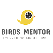 Birds Mentor