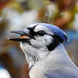 Annie G - Oiseaux et nature