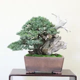 【盆栽しんし】Bonsai shinshi