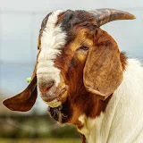 Boer Goat Farm