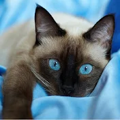 Cat Blue