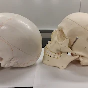 ANATOMY MVC 101 & 102