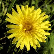 Kendra Dandelion