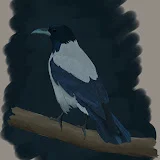 HoodedCrows