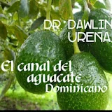 Canal Oficial del Aguacate Dominicano