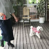 おばさんと犬