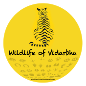 Wildlife of Vidarbha