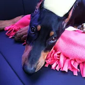 TessatheDobie Dobie