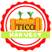 Tico Harvest