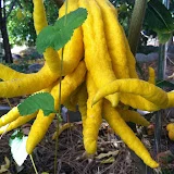 Arizona Fruit Trees