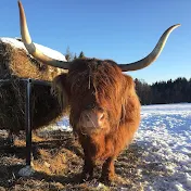 Highland Cattle of Saarela