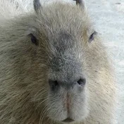 Capybara World