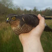 Irish sparrowhawk