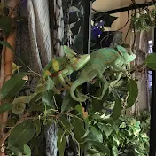 LA Chameleons