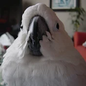 kikuthebird