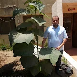 Paulownia Egypt شجرة الباولونيا فى مصر