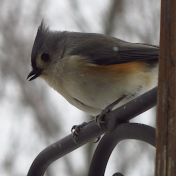 Backyard Ontario Wildlife