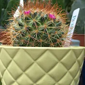 Pleasant Prickles