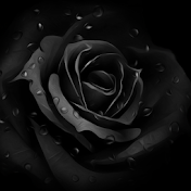 Black' Rose