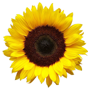 The Sunflower Channel