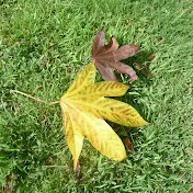 Trees woods & forest gardens - agroforestry arboriculture