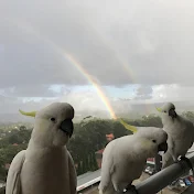 Wild Parrots Sulphur Crested Cockatoos