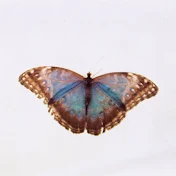 ohpapillon