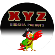 XYZ Budgies Parrots