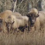 Puszcza Białowieska i okolice