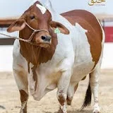 Multan Cow Mandi