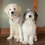 もふもふ犬と暮らし