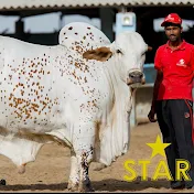 Cow Mandi Bakra Eid in Pakistan