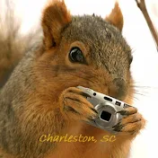 ChasSquirrel