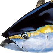 Yellowfin Tuna