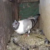 Satar raiccer pigeon haryana🕊