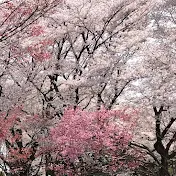 cherry blossoms