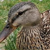 Waterbirds