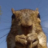 SquirrelX