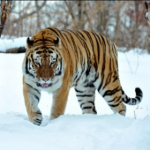 Siberian Tiger