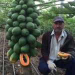 papayas.ir