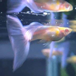 اکواریوم ماهی گوپی|aquarium guppy fish