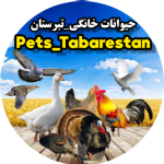 حیوانات خانگی_تبرستان